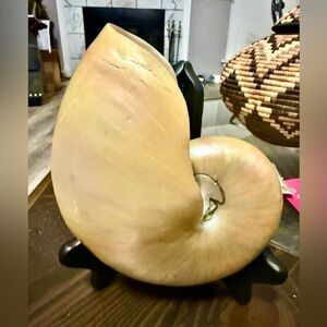 Elegant Cream mother of pearl Nautilus Shell Sculpture very heavy & large. Rare